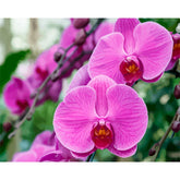 Digital  Flowers DIY Oil Painting For Adult Painting